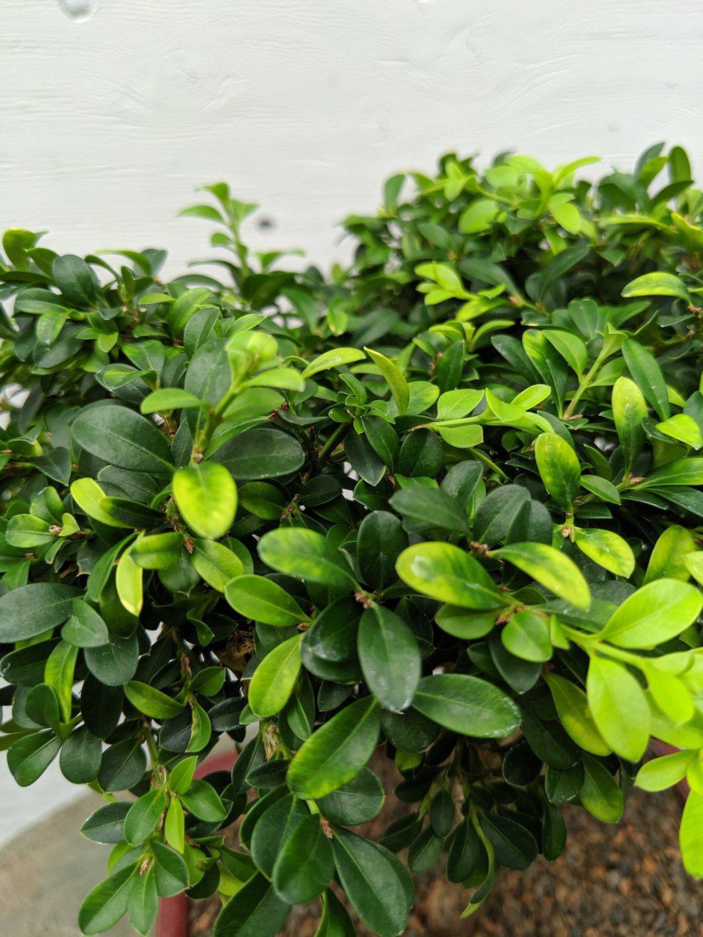 Japanese Kingsville Boxwood Bonsai Tree Leaves