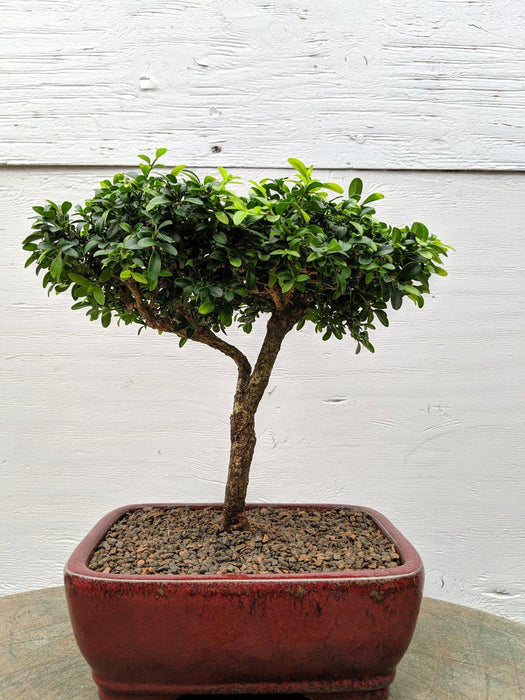 japanese bonsai tree indoor Japanese Kingsville Boxwood Indoor Bonsai Tree