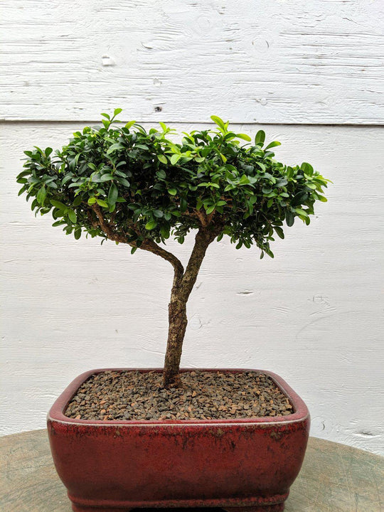 large japanese bonsai tree Japanese Kingsville Boxwood Indoor Bonsai Tree