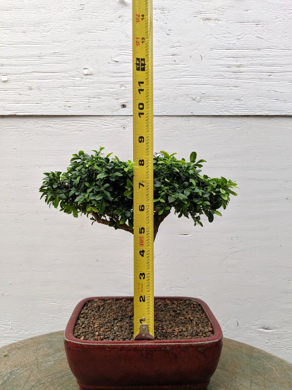 Japanese Kingsville Boxwood Bonsai Tree Size