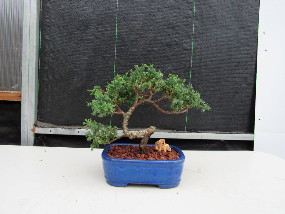 19 Year Old Juniper "S" Specimen Bonsai Tree Profile