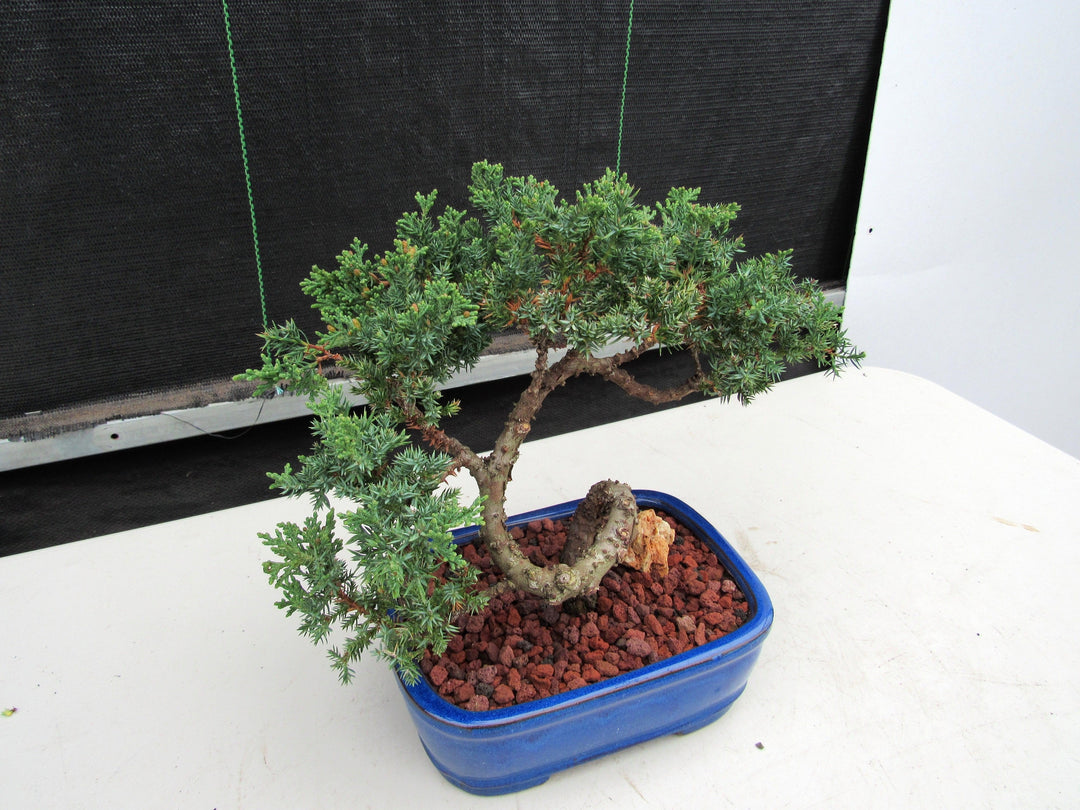 19 Year Old Juniper "S" Specimen Bonsai Tree Side