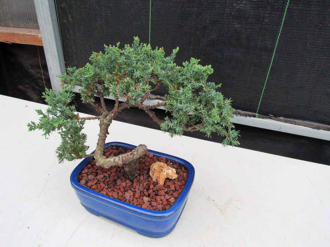 19 Year Old Juniper "S" Specimen Bonsai Tree Strong Side