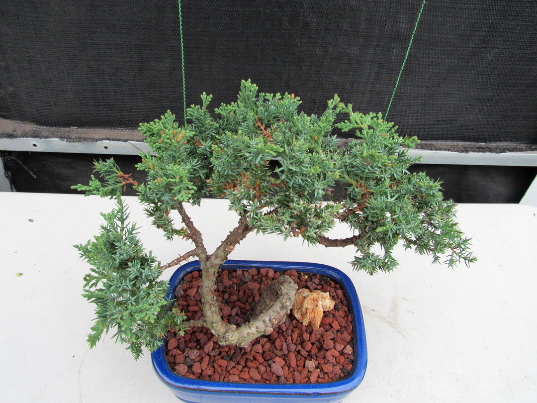 19 Year Old Juniper "S" Specimen Bonsai Tree Canopy