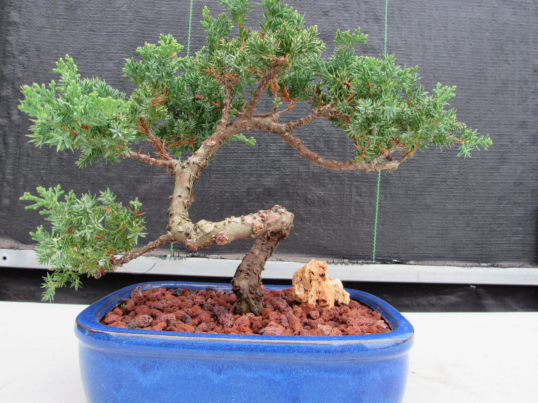 19 Year Old Juniper "S" Specimen Bonsai Tree Unique Shape