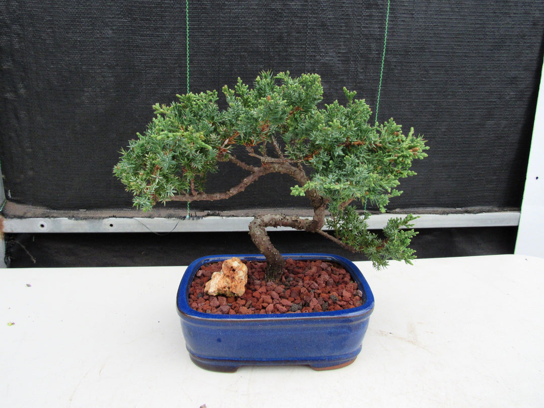 19 Year Old Juniper "S" Specimen Bonsai Tree Back