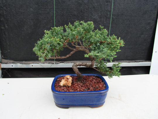 19 Year Old Juniper 