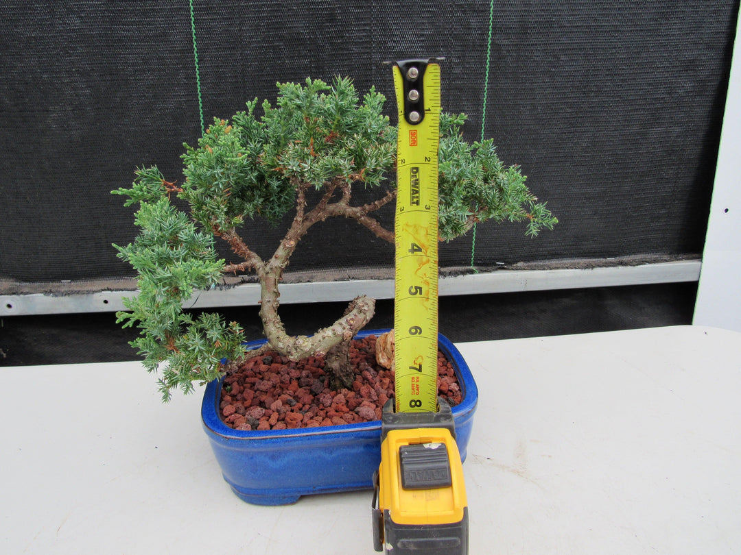 19 Year Old Juniper "S" Specimen Bonsai Tree Size