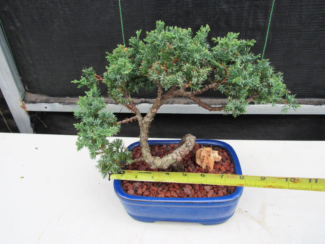 19 Year Old Juniper "S" Specimen Bonsai Tree Width