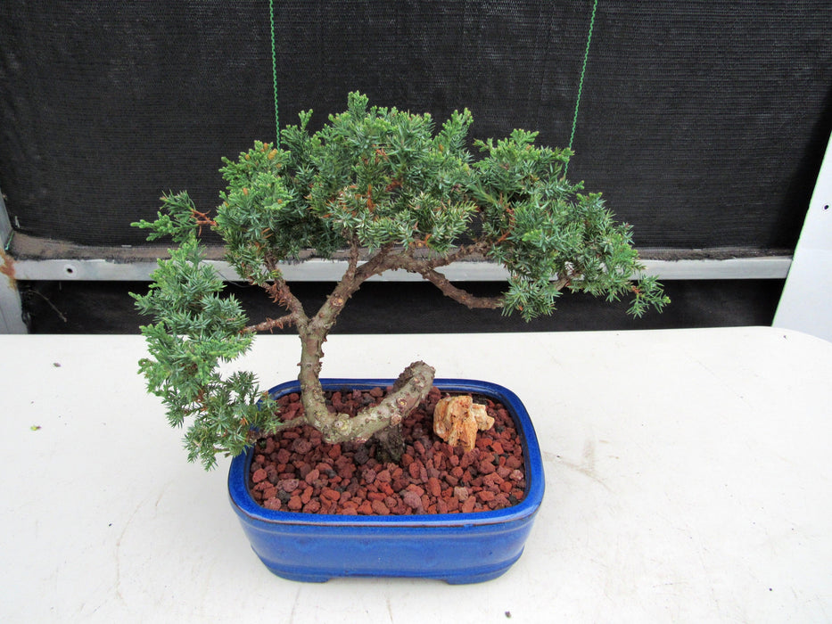 bonsai tree one year 19 Year Old Juniper "S" Specimen Bonsai Tree