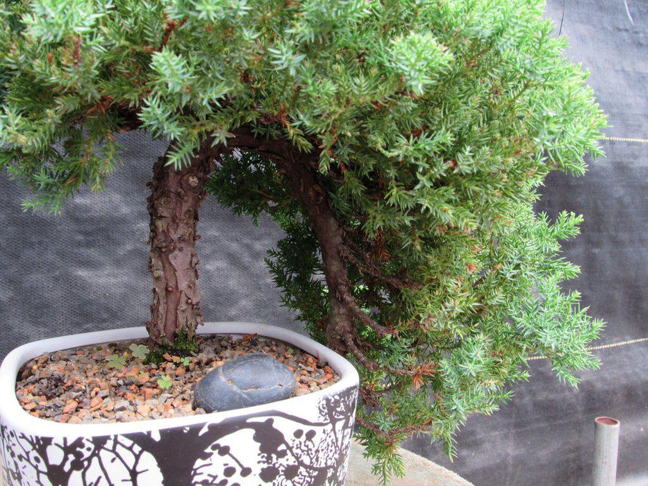 20 Year Old Cascade Juniper Specimen Bonsai Tree Profile