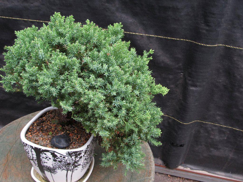 20 Year Old Cascade Juniper Specimen Bonsai Tree Canopy