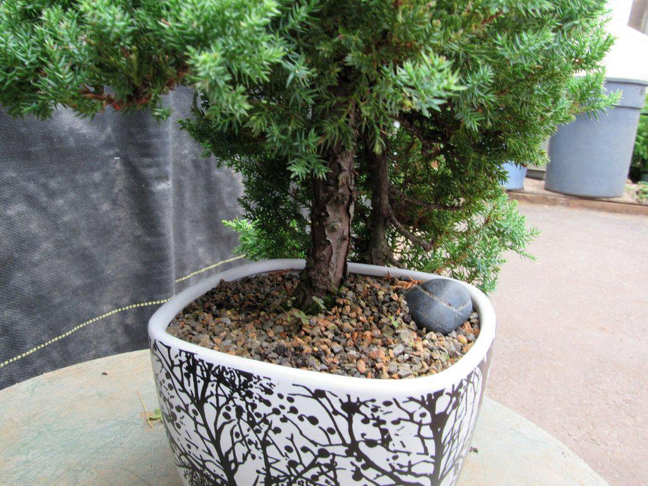 20 Year Old Cascade Juniper Specimen Bonsai Tree Trunk