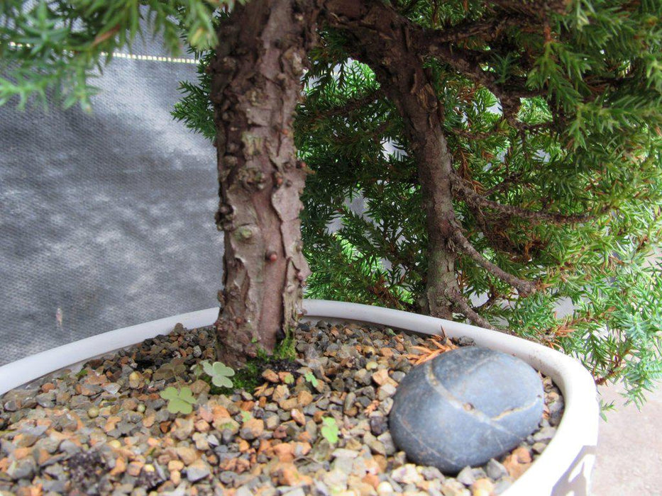 20 Year Old Cascade Juniper Specimen Bonsai Tree Bark