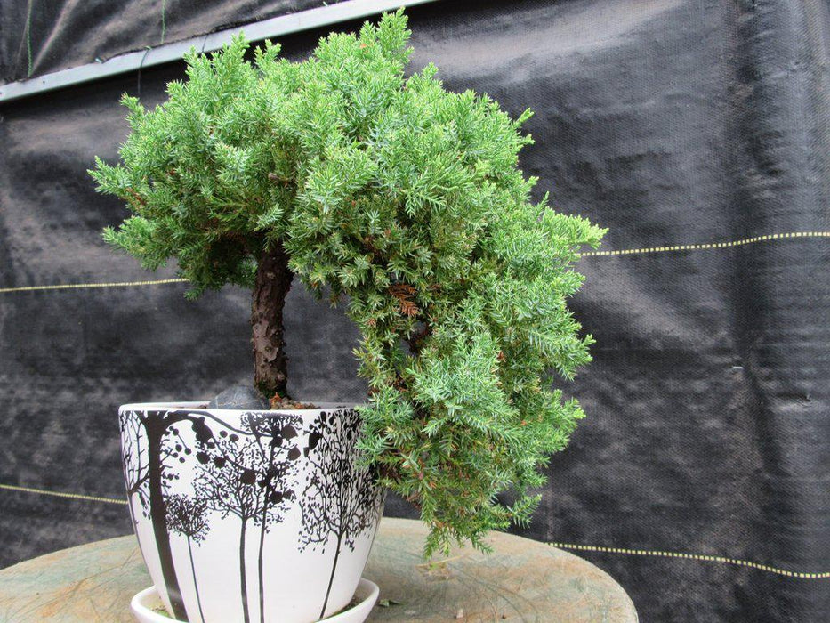 20 Year Old Cascade Juniper Specimen Bonsai Tree Side