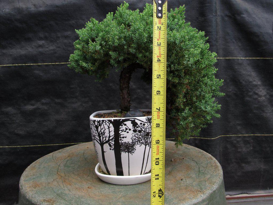 20 Year Old Cascade Juniper Specimen Bonsai Tree Size