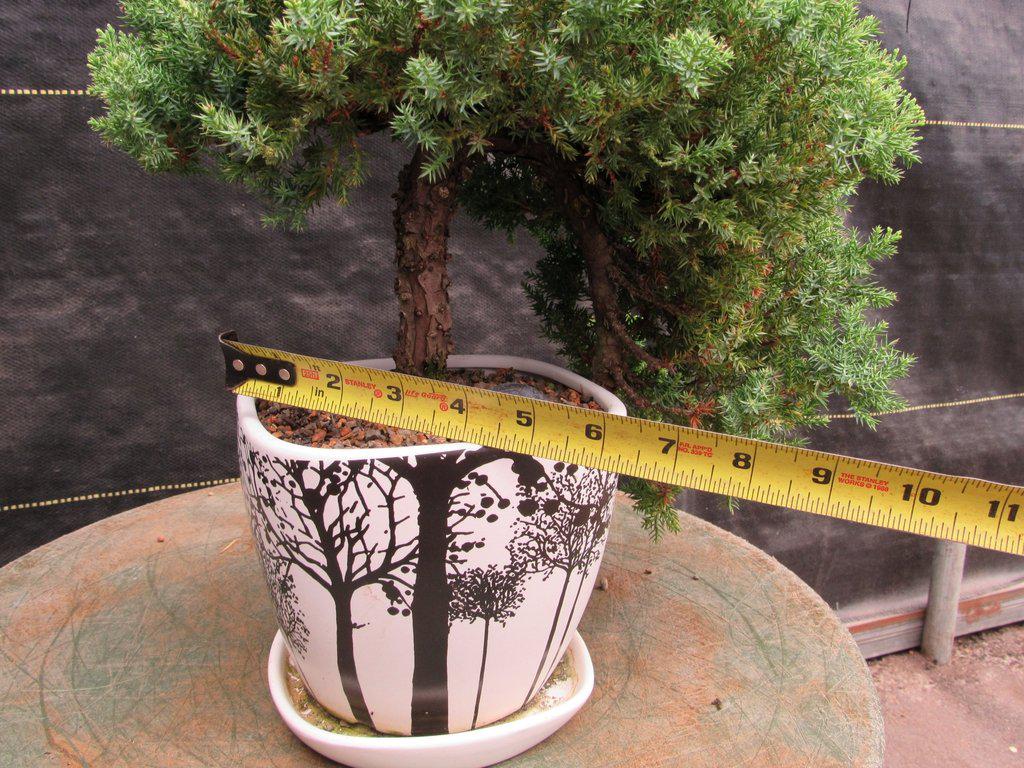 20 Year Old Cascade Juniper Specimen Bonsai Tree Width