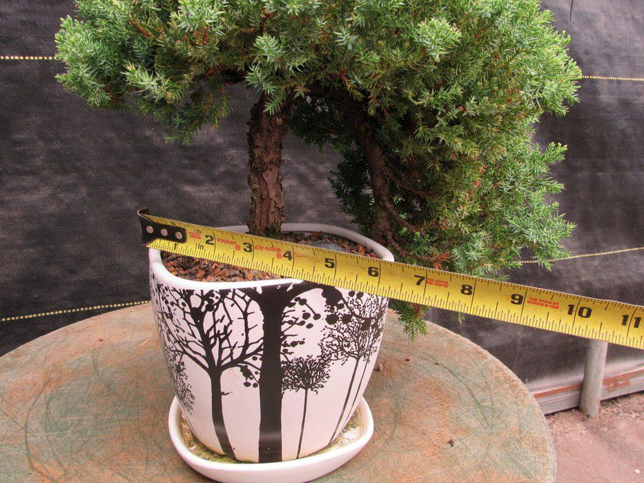 20 Year Old Cascade Juniper Specimen Bonsai Tree Width