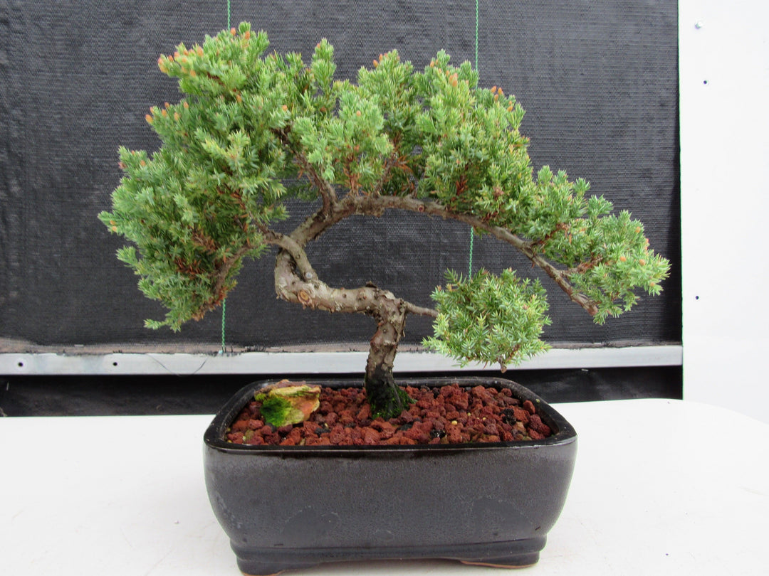 20 Year Old Juniper Specimen Bonsai Tree Profile