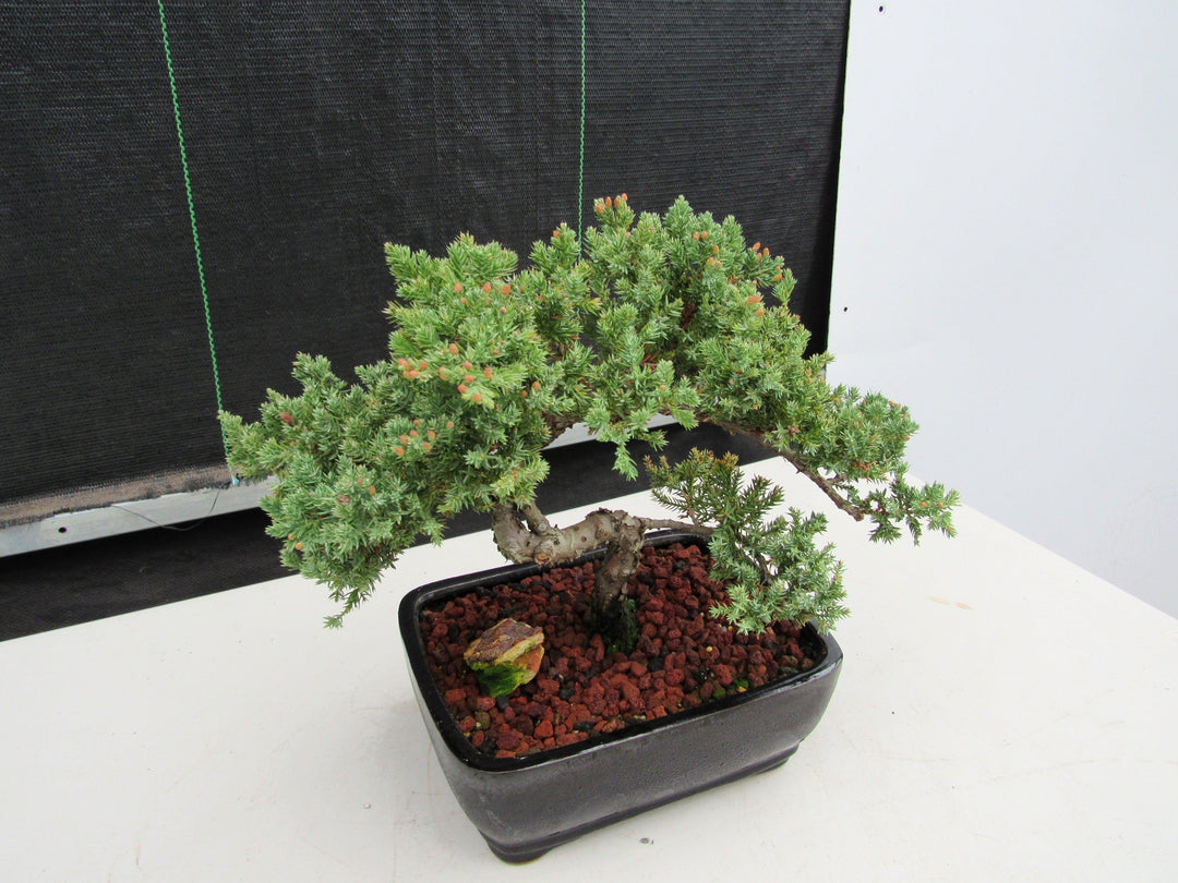 20 Year Old Juniper Specimen Bonsai Tree Side