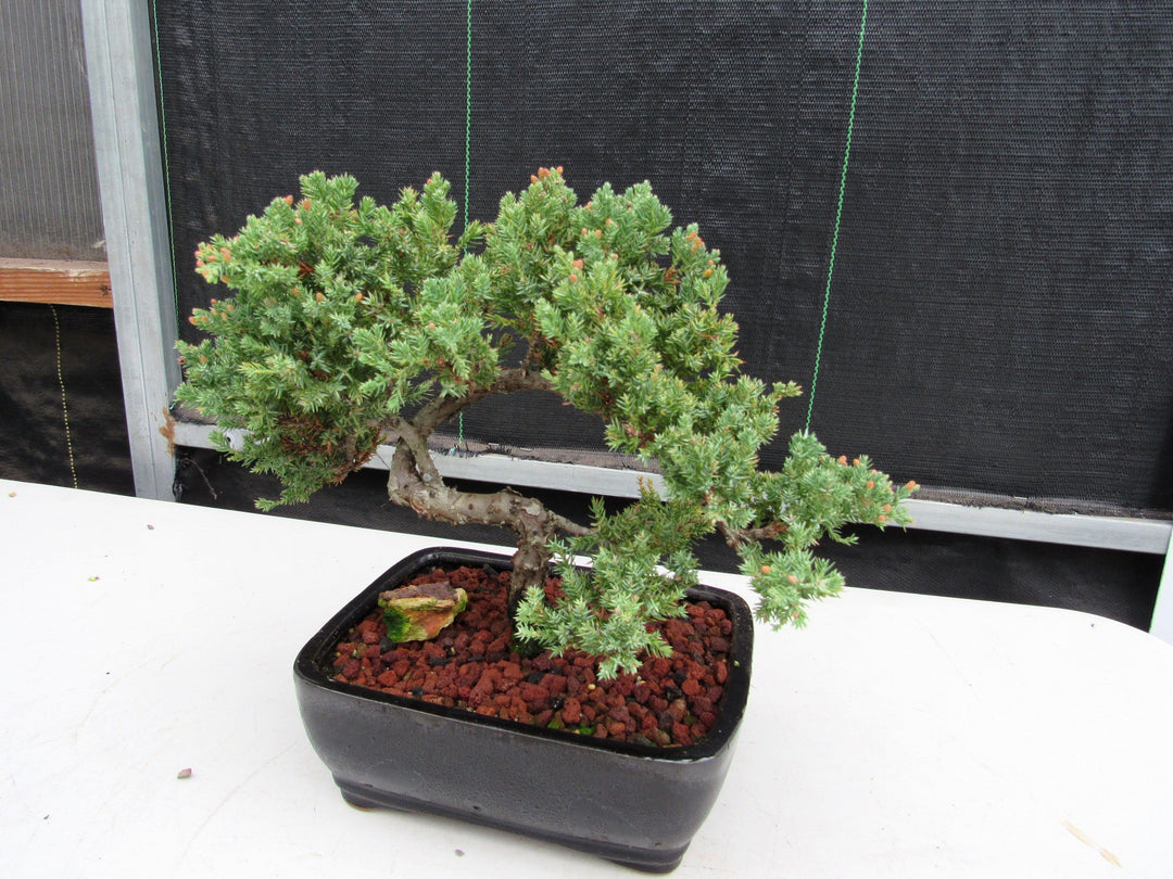 20 Year Old Juniper Specimen Bonsai Tree Strong Side