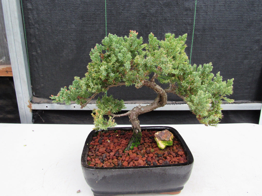 20 Year Old Juniper Specimen Bonsai Tree Back