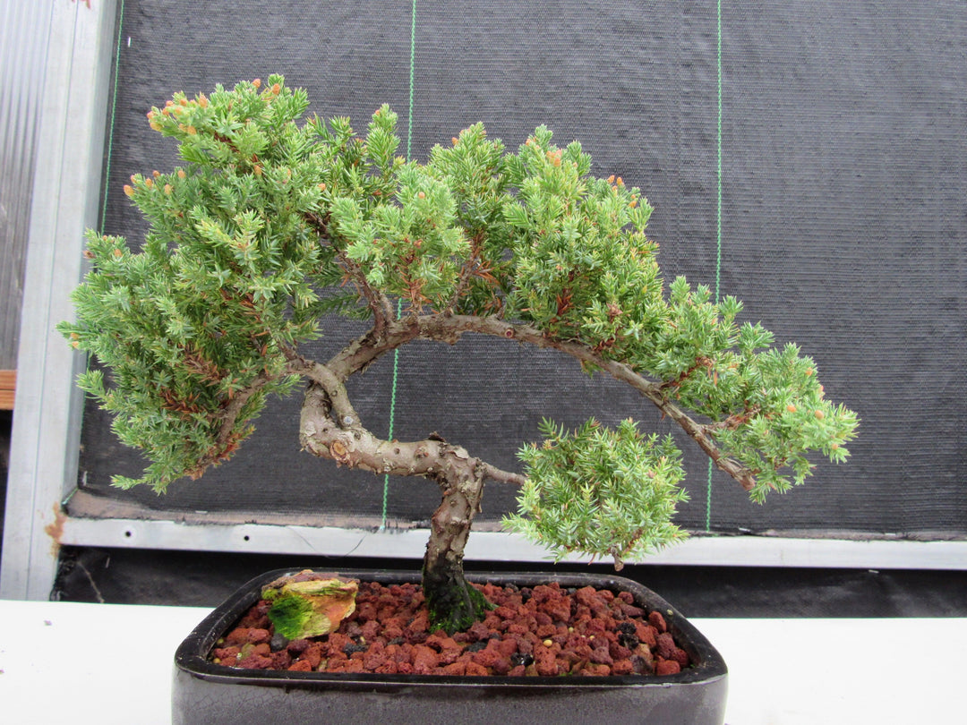 20 Year Old Juniper Specimen Bonsai Tree "S" Shape