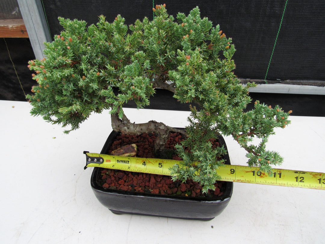 20 Year Old Juniper Specimen Bonsai Tree Size
