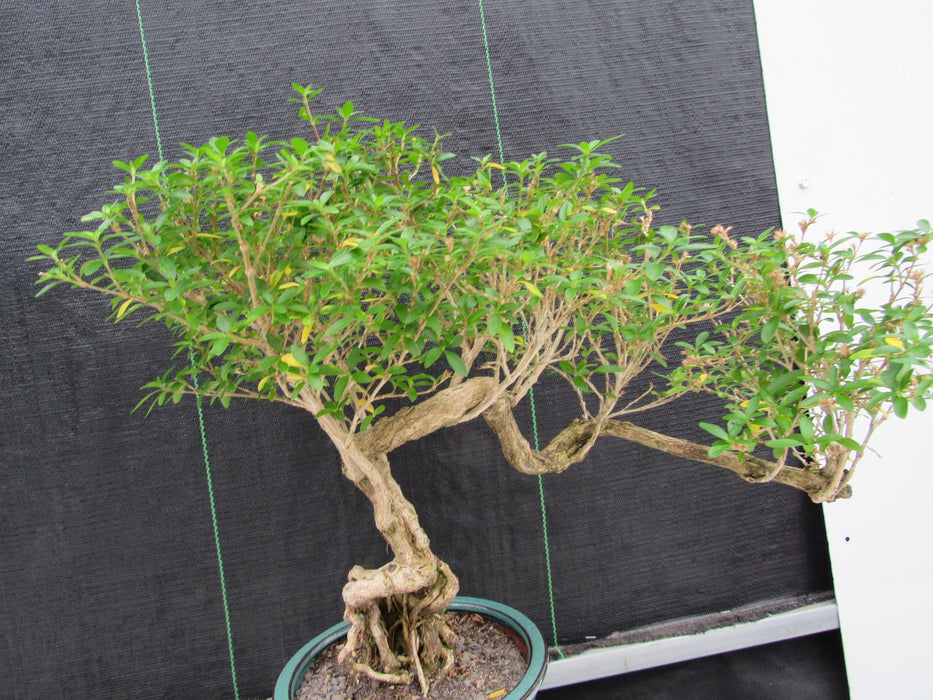 20 Year Old Thousand Star Serissa Flowering Exposed Roots Semi Cascade Specimen Bonsai Tree Shape