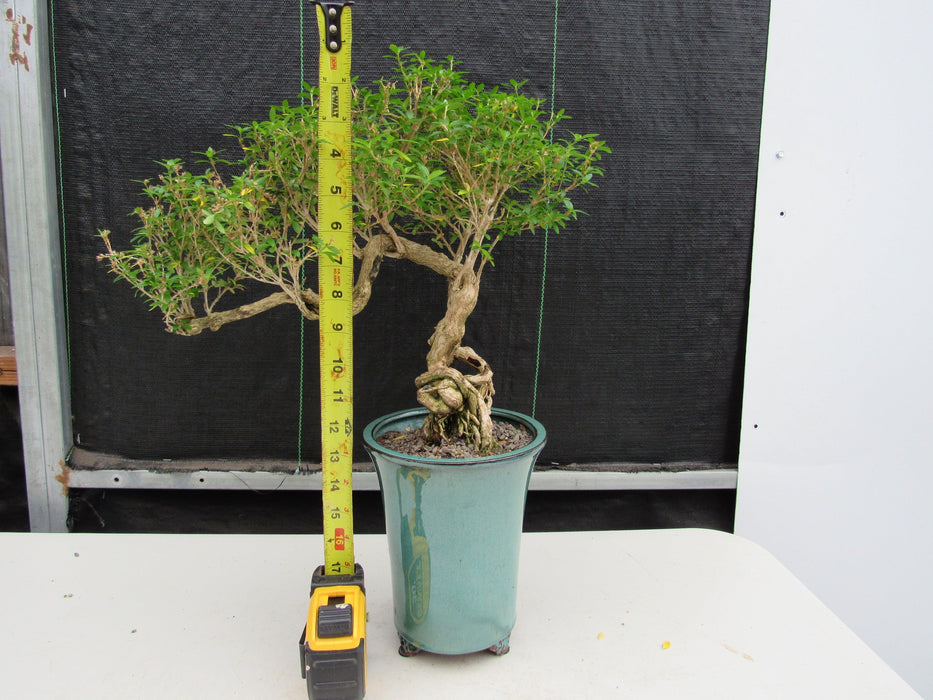 20 Year Old Thousand Star Serissa Flowering Exposed Roots Semi Cascade Specimen Bonsai Tree Height