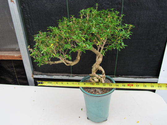 serissa bonsai tree of a thousand stars 20 Year Old Thousand Star Serissa Flowering Exposed Roots Semi Cascade