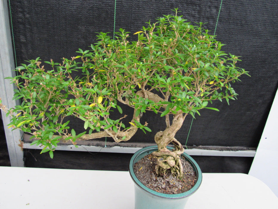 20 Year Old Thousand Star Serissa Flowering Exposed Roots Semi Cascade Specimen Bonsai Tree Canopy
