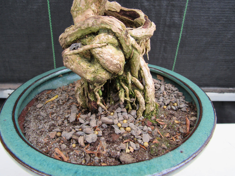 20 Year Old Thousand Star Serissa Flowering Exposed Roots Semi Cascade Specimen Bonsai Tree Roots