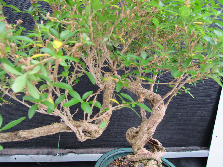20 Year Old Thousand Star Serissa Flowering Exposed Roots Semi Cascade Specimen Bonsai Tree Curved Trunk
