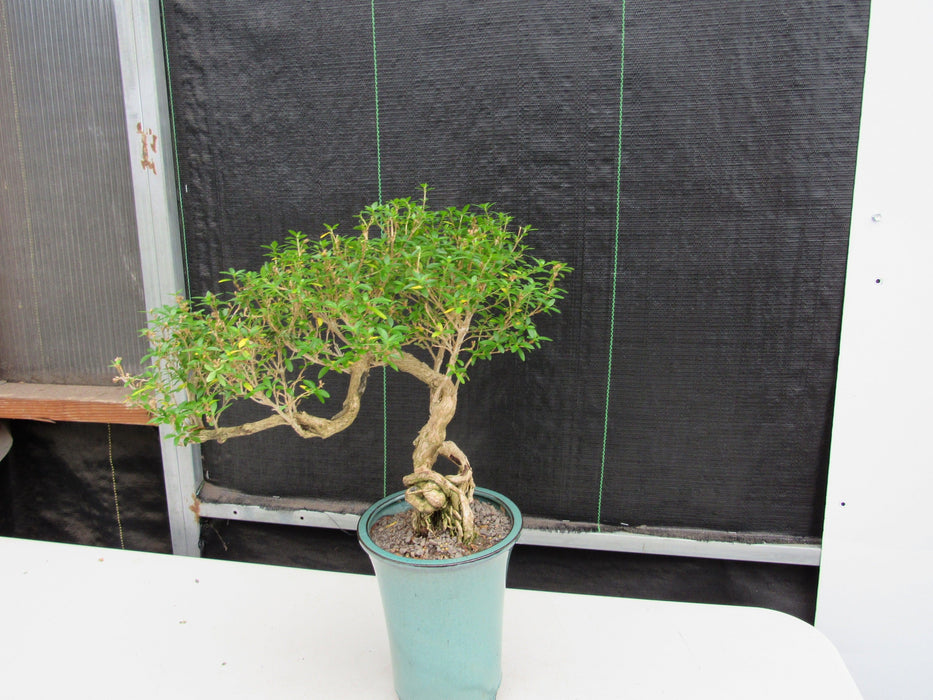 20 Year Old Thousand Star Serissa Flowering Exposed Roots Semi Cascade Specimen Bonsai Tree Side