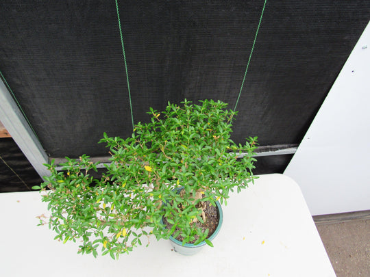 serissa bonsai tree of a thousand stars 20 Year Old Thousand Star Serissa Flowering Exposed Roots Semi Cascade