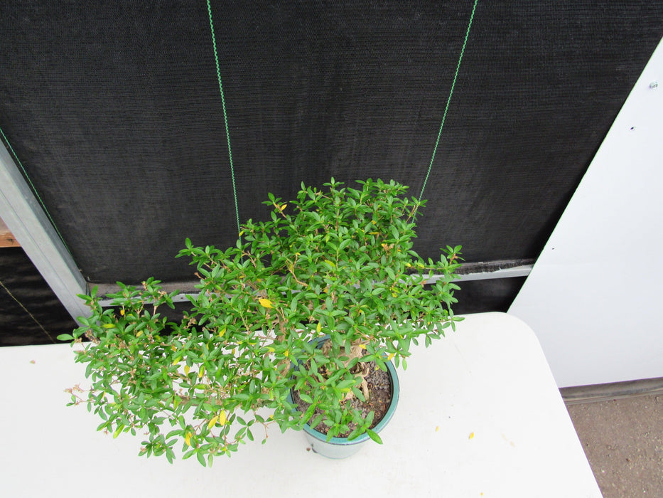 20 Year Old Thousand Star Serissa Flowering Exposed Roots Semi Cascade Specimen Bonsai Tree Canopy