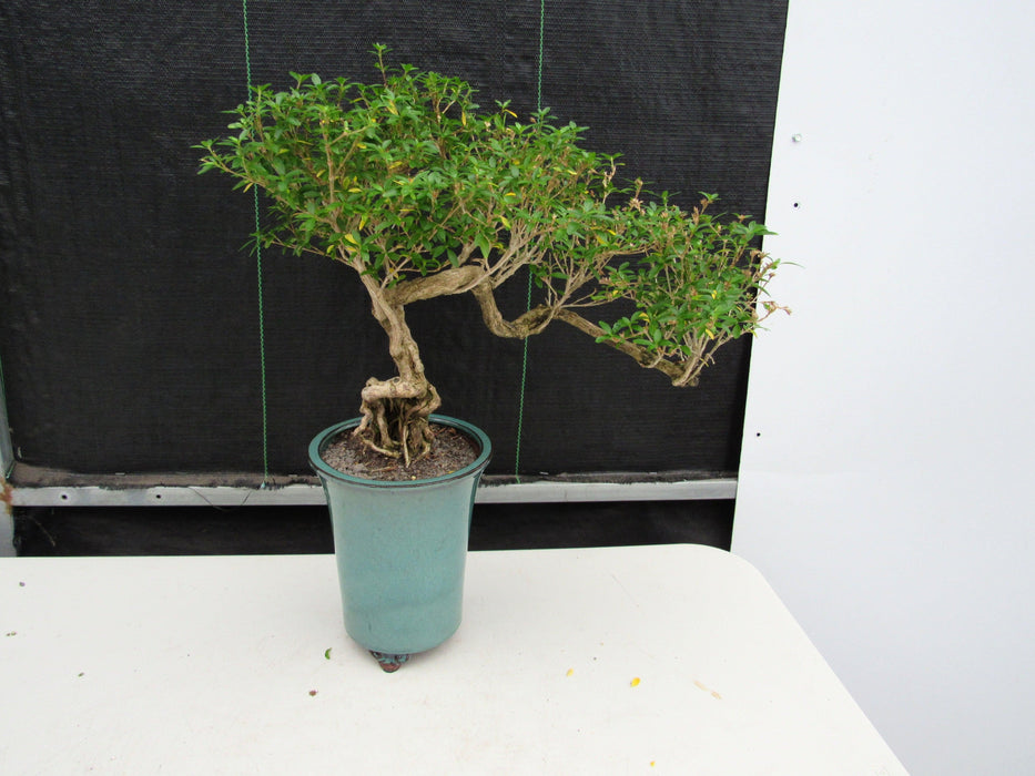 20 Year Old Thousand Star Serissa Flowering Exposed Roots Semi Cascade Specimen Bonsai Tree Back