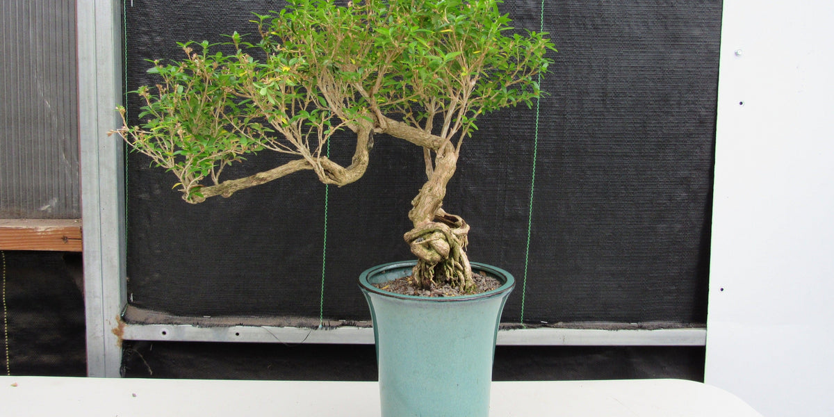serissa bonsai tree of a thousand stars 20 Year Old Thousand Star Serissa Flowering Exposed Roots Semi Cascade