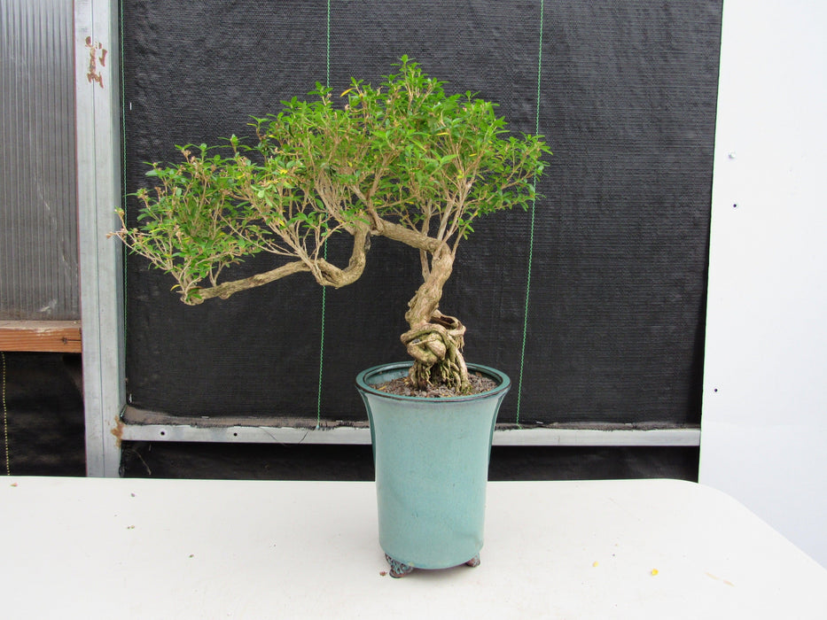 20 Year Old Thousand Star Serissa Flowering Exposed Roots Semi Cascade Specimen Bonsai Tree