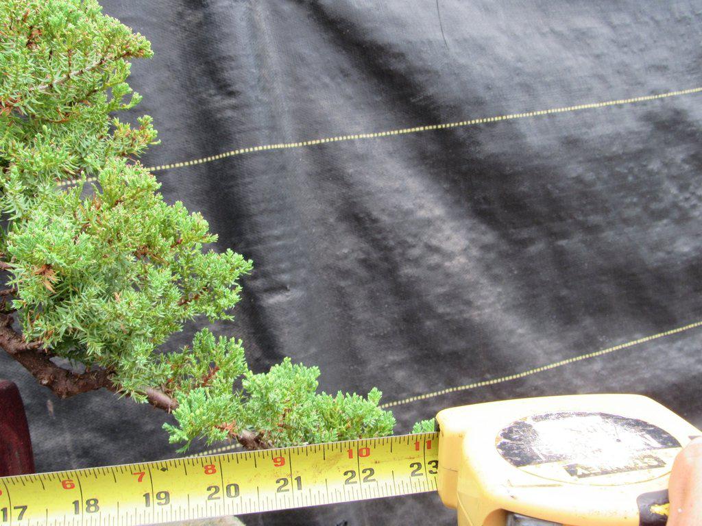 21 Year Old Double Cascade Juniper Specimen Bonsai Tree Width 2