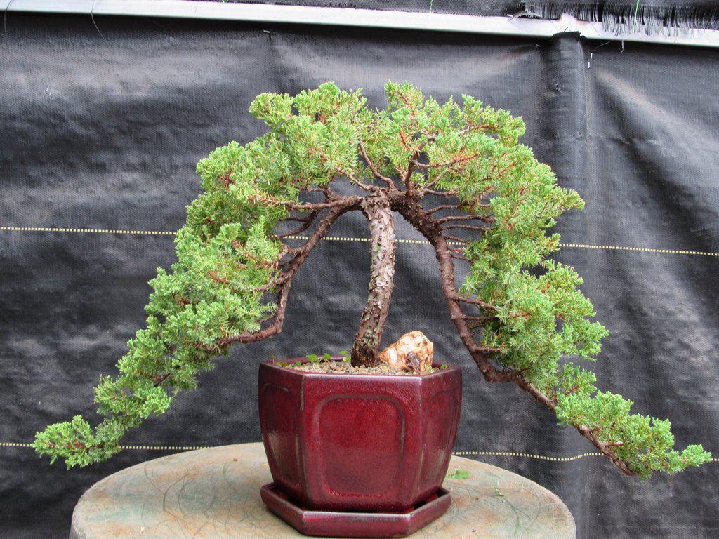 21 Year Old Double Cascade Juniper Specimen Bonsai Tree Alt
