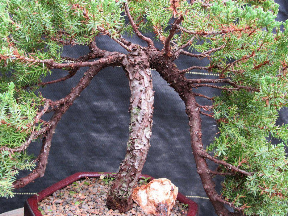 21 Year Old Double Cascade Juniper Specimen Bonsai Tree Trunk