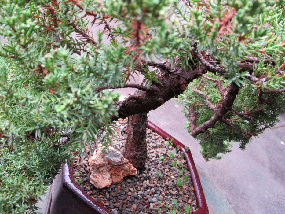 21 Year Old Double Cascade Juniper Specimen Bonsai Tree Back