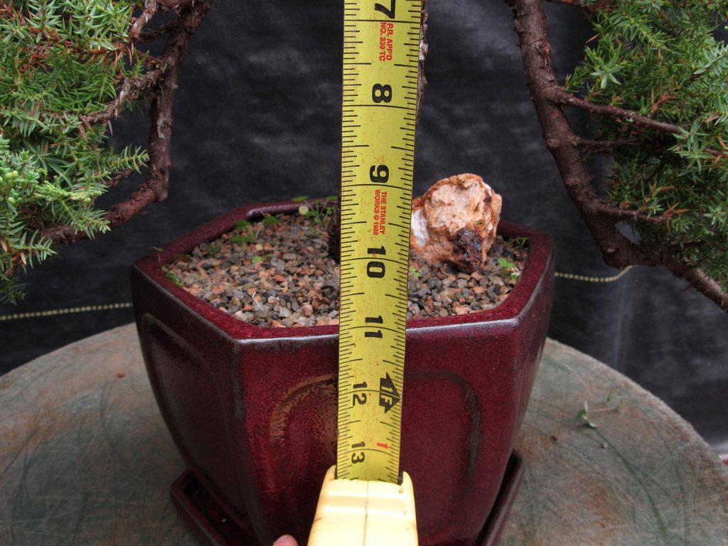 21 Year Old Double Cascade Juniper Specimen Bonsai Tree Height
