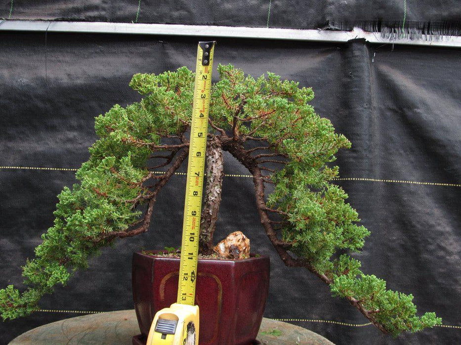21 Year Old Double Cascade Juniper Specimen Bonsai Tree Size