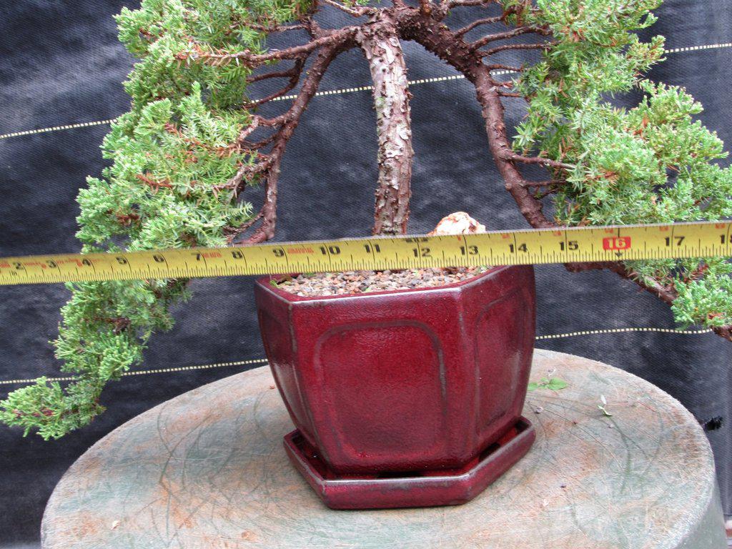 21 Year Old Double Cascade Juniper Specimen Bonsai Tree Width