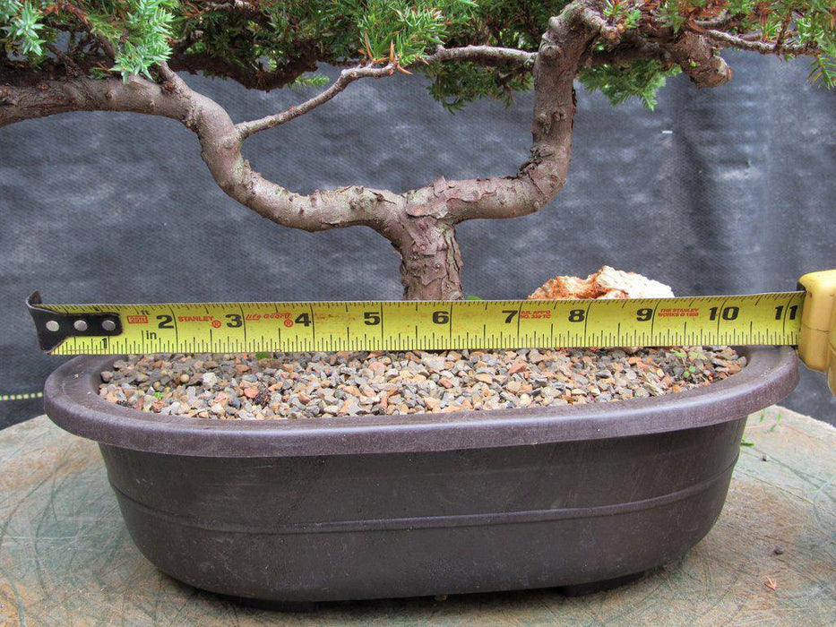21 Year Old Double Upright Juniper Specimen Bonsai Tree Width