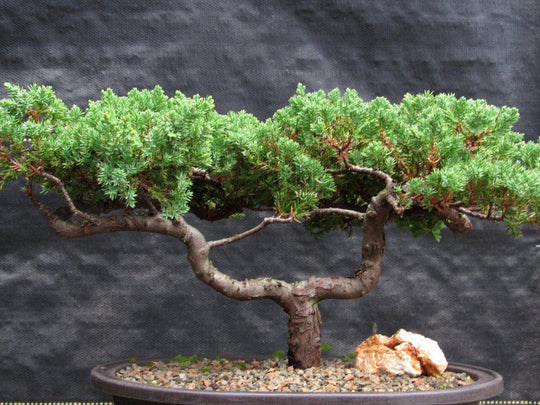 bonsai trees 2 21 Year Old Double Upright Juniper Specimen Bonsai Tree