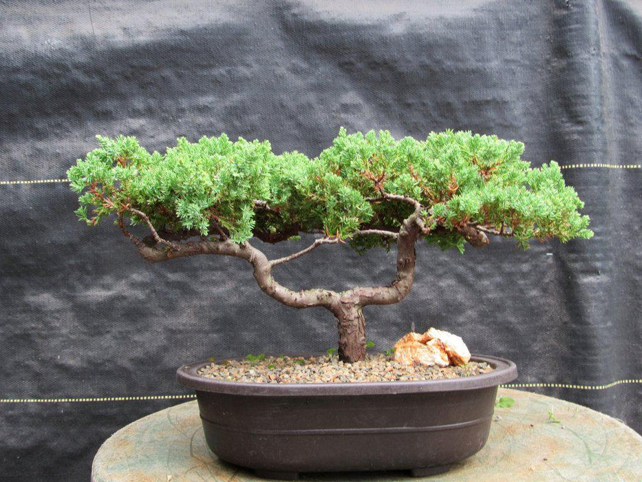 upright bonsai tree 21 Year Old Double Upright Juniper Specimen Bonsai Tree